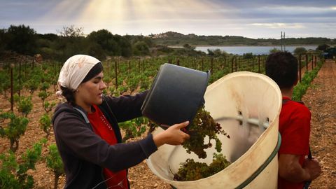 Una vendimiadora llena una cesta de uvas de moscatel blanco en el viñedo del Campo de las hermanas durante el primer día de vendimia este jueves en Fitou.