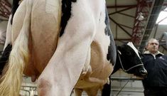 Los ganaderos no se f�an de los anuncios de las industrias de que van a subir la leche.