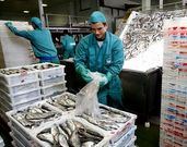 <span lang= es-es >Pescados Rub�n</span>. Con sede en Fazouro, la empresa pas� de 59 millones de euros de facturaci�n durante el a�o 2012.