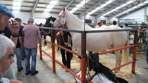 El Concurso Cabalar, que inaugur� el viernes las fiestas de A Fonsagrada, fue todo un �xito