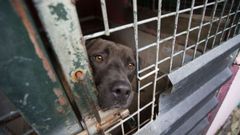 Un perro en las instalaciones de la Protectora de Animales y Plantas de Lugo