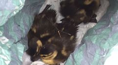 Animales rescatados en Salvaterra