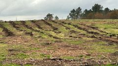 En los terrenos donde se halla la necr�polis de A Mor� se est� preparando una plantaci�n de �rboles