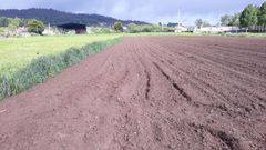 En Silleda sembrados de zonas como Cerva�a y Pi�eiro sufrieron ya los da�os del jabal�. 