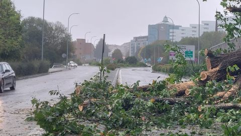 Cada de rbol en laavenida da Mestra Victoria Mguez, en Santiago