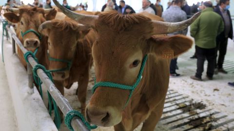 Vacas en una subasta organizada por Acruga en Becerre en el 2022.