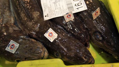 Merluzas frescas de Puerto de Celeiro etiquetadas con el sello de Friend of the Sea, que acredita la sostenibilidad social, econ�mica y medioambiental de la pesquer�a