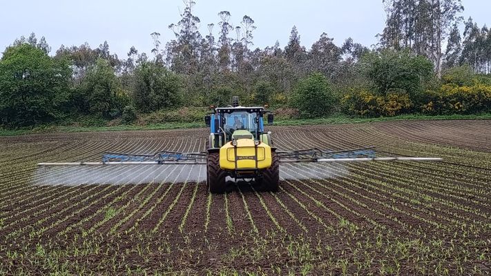 Un ganadero sulfata los campos de ma�z para evitar el ataque del gusano soldado