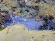 <span lang= es-es >Continuos vertidos</span>. La calidad de las aguas del arenal se resiente. La imagen corresponde al �ltimo vertido detectado.