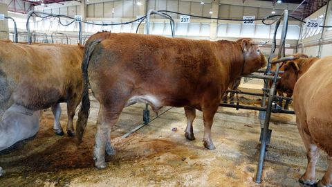 Imaen de archivo de un buey que acudi� en su d�a al mercado