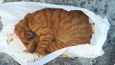 El matrimonio de Tomi�o acusado de maltrato guarda al gato muerto en una bolsa despu�s de ahorcarlo