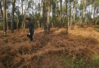 La pontecesana Estrella Ferreiro muestra un tramo de monte con toxos completamente secos. 