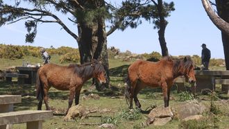 Dos caballos en una de las reas de descanso de la Serra da Capelada, en Cedeira