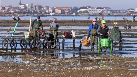 Mariscadoras de Cambados ayer en el banco de O Sarrido, <span lang= gl >�unha xoia�</span>