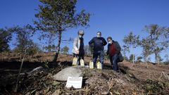Arranca la plantaci�n de 3.000 olivos en el monte de  A Tomba, en Campa��, para producci�n de aceite