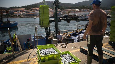 Algunos cerqueros aún descargaron ayer en Portosín bocarte del gran banco que el jueves desbordó a lonjas de la zona
