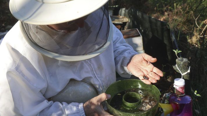 Los apicultores combaten el impacto de la velutina capturando reinas para evitar que construyan nidos