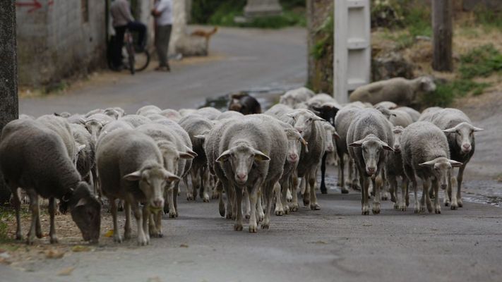 Las ayudas est�n pensadas para explotaciones de ganado bovino, ovino y caprino