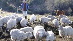 Juan Rodr�guez Silva, de 53 a�os, cuida un reba�o de medio centenar de ovejas en los terrenos altos del lugar de Vilas