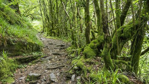 Uno de los senderos que atraviesan el bosque ms conocido de O Courel