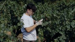 Un trabajador elige las uvas en Valdeorras, cerca de uno de los incendios forestales de este mes