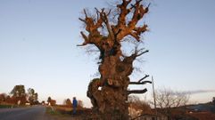 As� ha quedado el Carballo Grande de Bustelo tras la poda de hace unos d�as