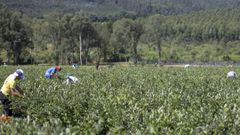 Plantaci�n de ar�ndanos en la comarca ferrolana