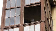 Palomas en una casa deshabitada del casco viejo de Monforte