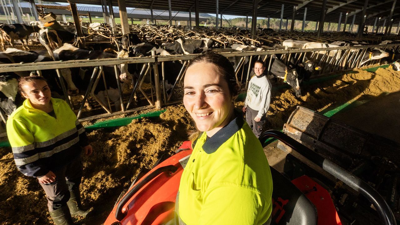 La salud de 13.000 reses de la Costa da Morte se somete a examen en Vimianzo