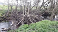 R�o Airoa a su paso por Xinzo de Limia