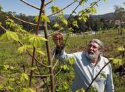 Xurxo Abu�n revisa los �rboles seleccionados que deber�n favorecer el cultivo de boletus. 