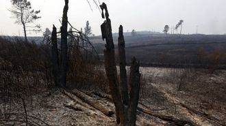 Un monte arrasado por el fuego en el lugar de Real, en la comarca de Valdeorras.