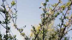 El herbicida es usado para �rboles de fruta y productos hort�colas