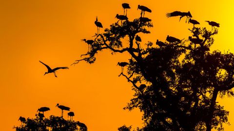 Un dormidero de cig�e�as a contraluz