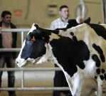 Las vacas cotizaron ayer en Silleda a 801 euros de media. 