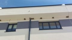Nidos y golondrinas en uno de los edificios de la Sareb en Carral. 