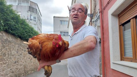 Le�n muesra el gallo que despierta recelos entre algunos vecinos.