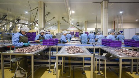 La plantilla de Orbe limpia calamares para enlatar