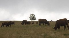 La producci�n ecol�gica de carne es la que cuenta con m�s operadores en la provincia de Ourense