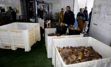 Las vieiras depositadas en la lonja de Curuxeiras despu�s de la ma�ana de faena.