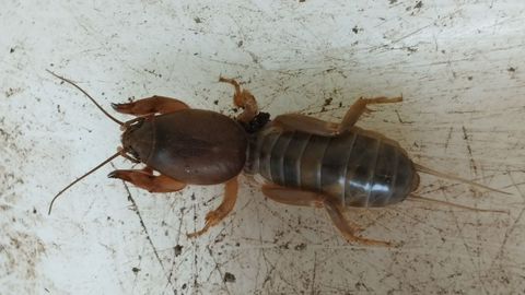 Puede superar los siete centmetros y su curioso nombre tiene que ver con sus patas delanteras.