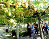 Al paseo, de 9 kil�metros, se apuntaron 55 personas.