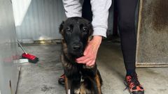 El perro que lanzaron por encima de la verja de Os Palleiros es un pastor alem�n Malinoise