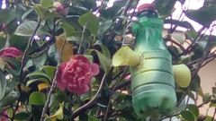 Trampa casera colocada en un camelio, en el municipio de Ortigueira