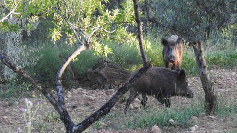 Una famillia de jabales en la zona acordonada por la PPA