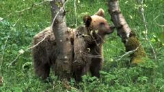 Viviendo con osos en la Serra do Courel, un vdeo que resume cuatro aos de iniciativas para la conservacin de la especie