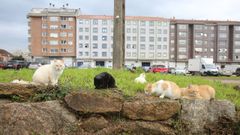 Gatos callejeros en O Pi�eiri�o, en Vilagarc�a