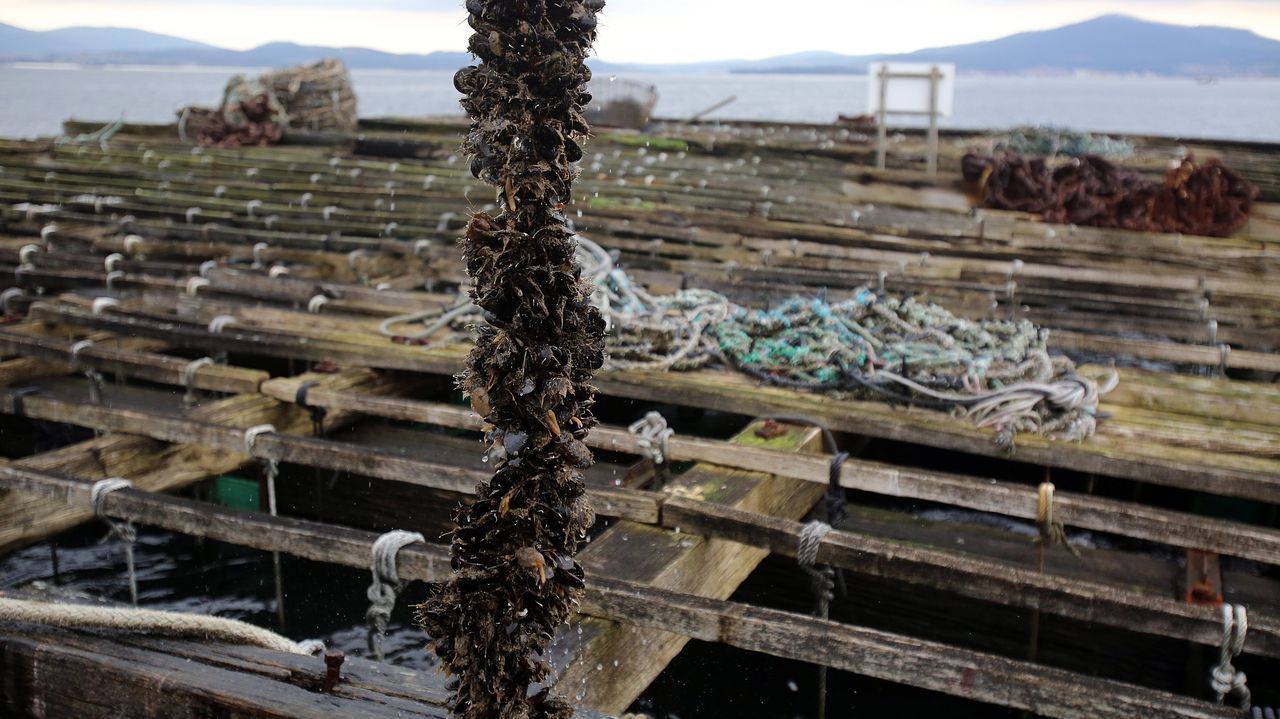 El placer incierto de unos mejillones