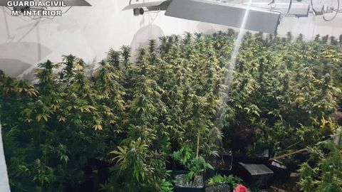 Imagen de archivo de plantas de marihuana en Torre Pacheco, en Murcia 