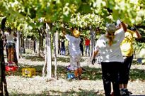 La vendimia genera un empleo estacional a lo largo de varias semanas. 